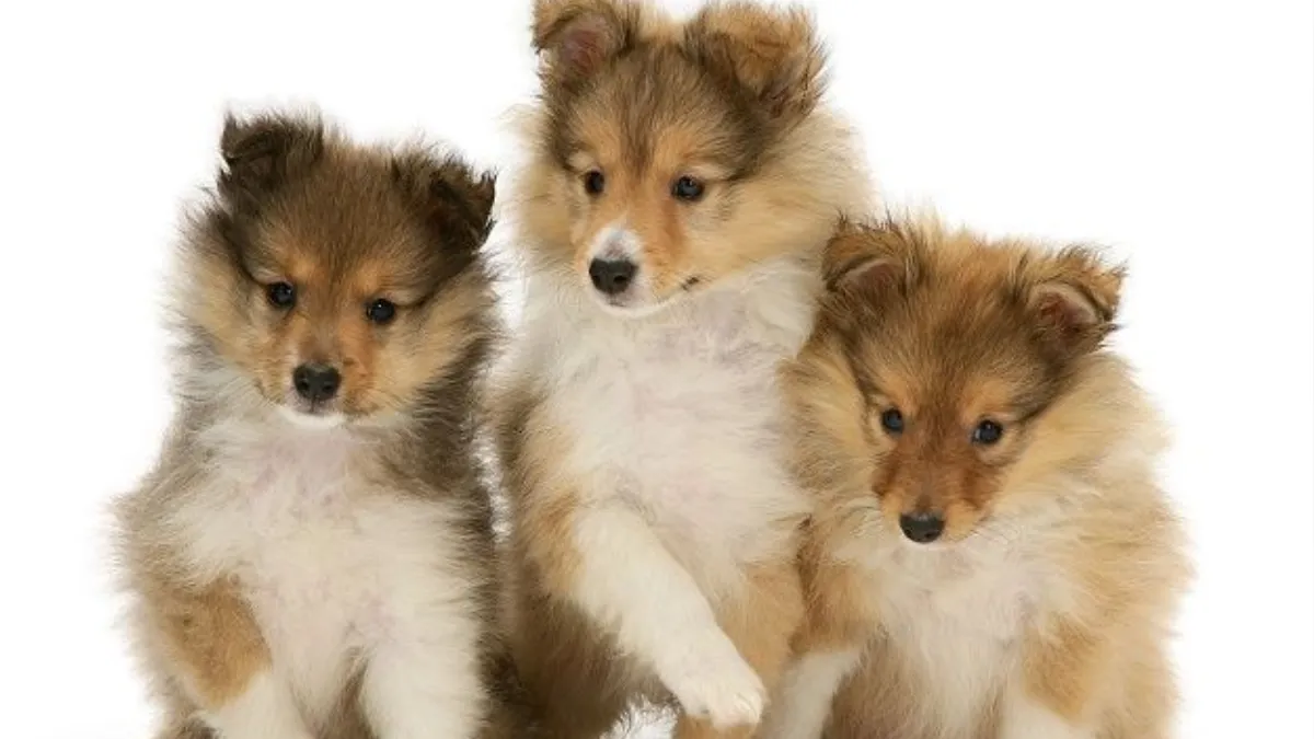 Initial Costs of Shetland Sheepdog Puppy Ownership