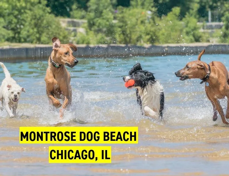 Montrose Dog Beach, Chicago, IL