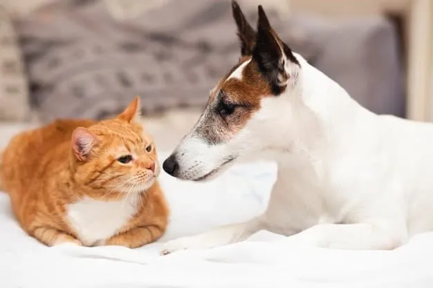 ARE BASENJI GOOD WITH CATS?
