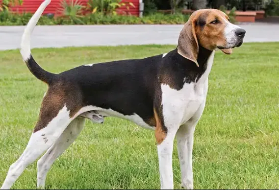 Characteristics of the Treeing Walker Coonhound