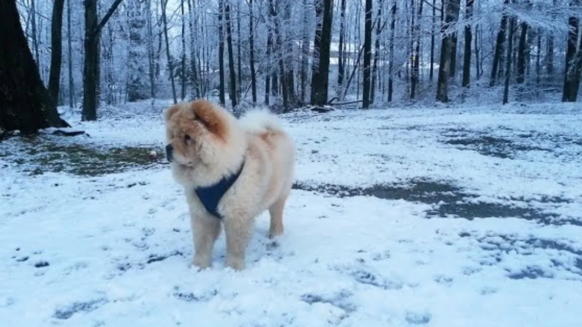 Chow Chow Care During Winter