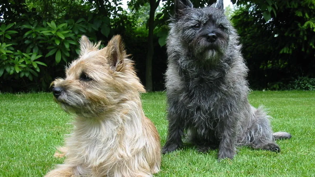 Do Cairn Terriers Need Haircuts?