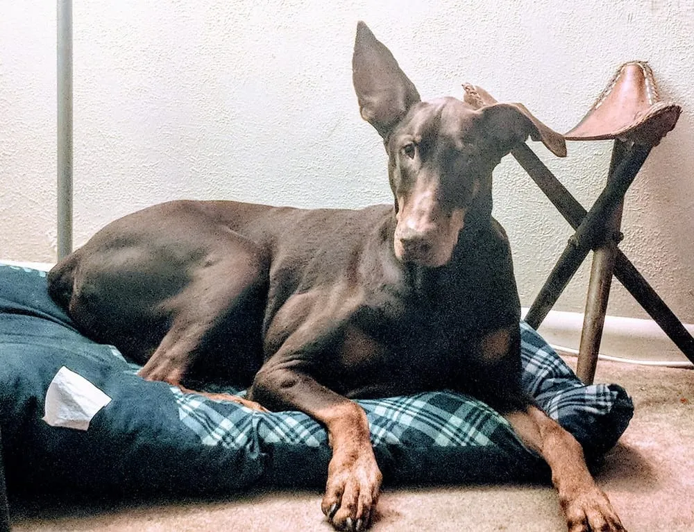 Are Doberman Pinscher Ears Cropped?