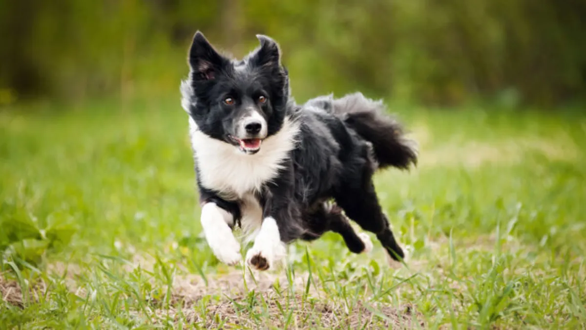 Managing Anxiety in Collies