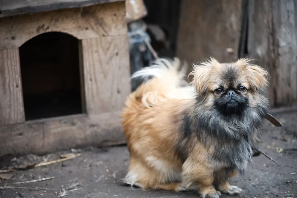 Care and Grooming of Tibetan Spaniel
