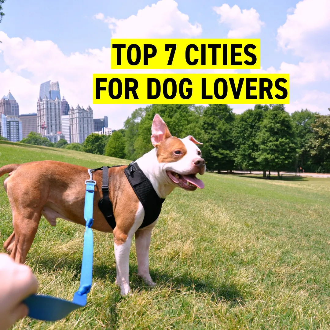 Top 7 Cities in 2019 for Dog Lovers