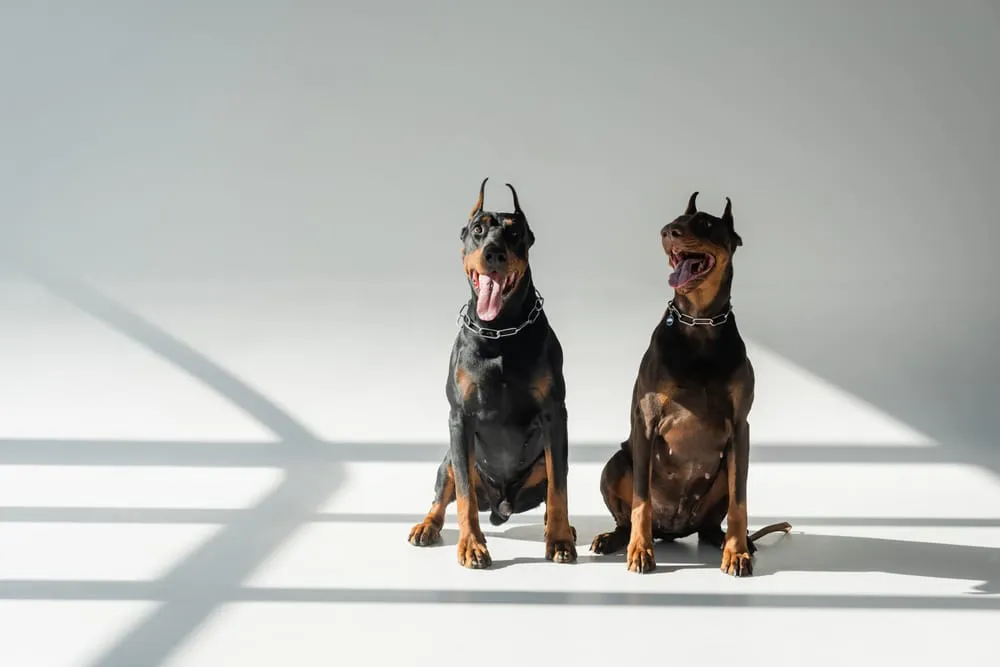 Role of Training and Behavior for Doberman