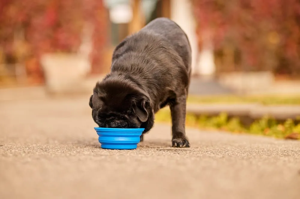 Transitioning from Puppy Food to Adult Food