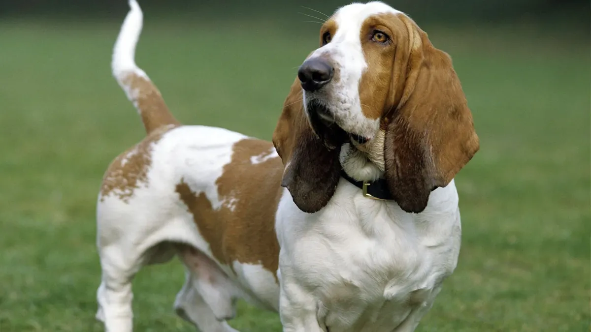 Common Health Issues in Basset Hounds