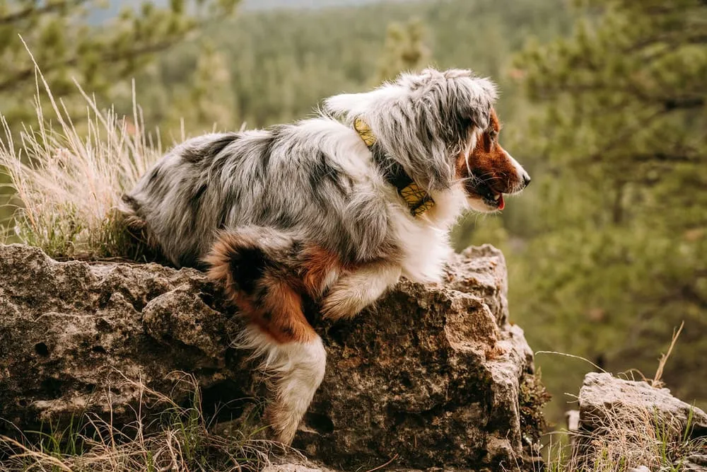 Fi Dog Collar for Comprehensive Canine Management