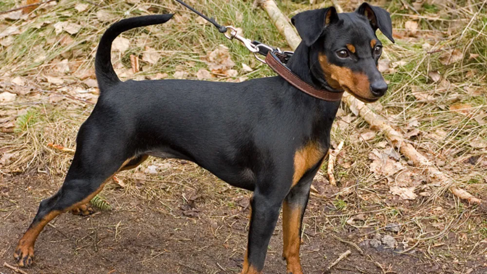 Are Miniature Pinschers Related to Dobermans?