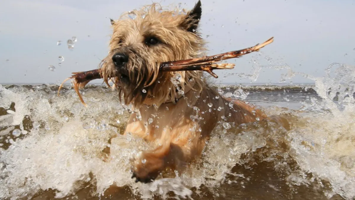 Introducing Cairn Terriers to Swimming