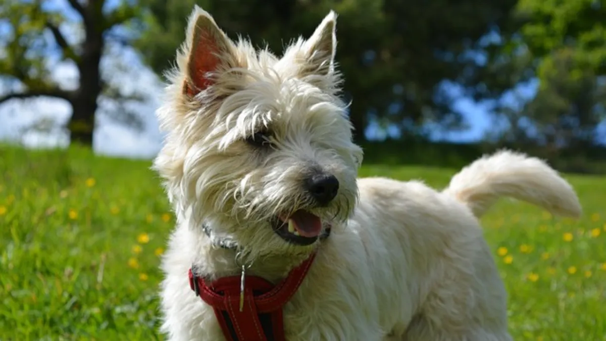 Training and Behavior of Cairn Terriers
