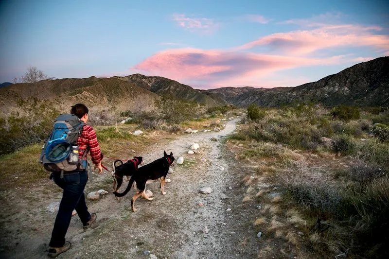 Top Dog-Friendly Hiking Trails with Waterfalls