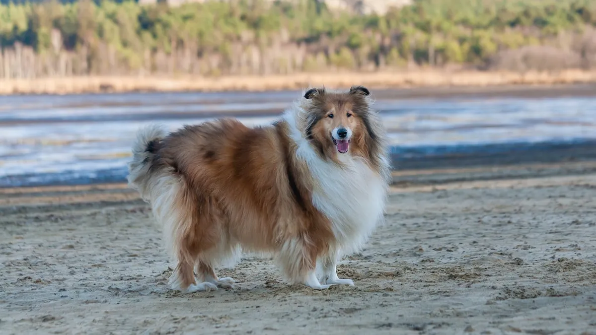 Collies in Popular Culture and Media