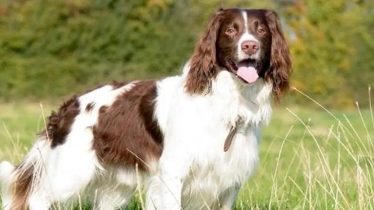 Exercise and activity requirements for English Springer Spaniels