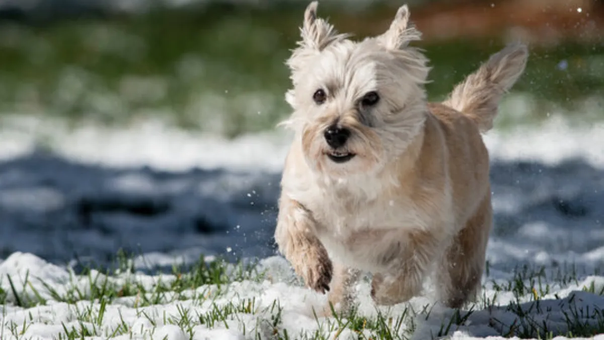 Do Cairn Terriers Change Color?
