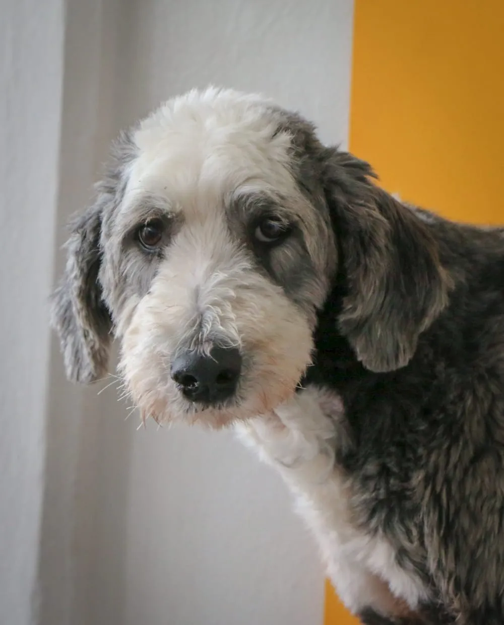 Choosing the Right Sheepadoodle for You