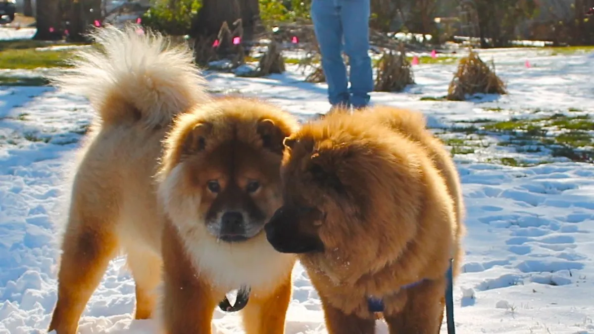 Understanding Chow Chows in Different Climates