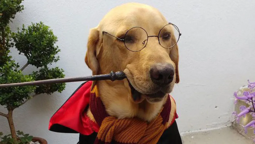 Harry Potter Dog Accessories