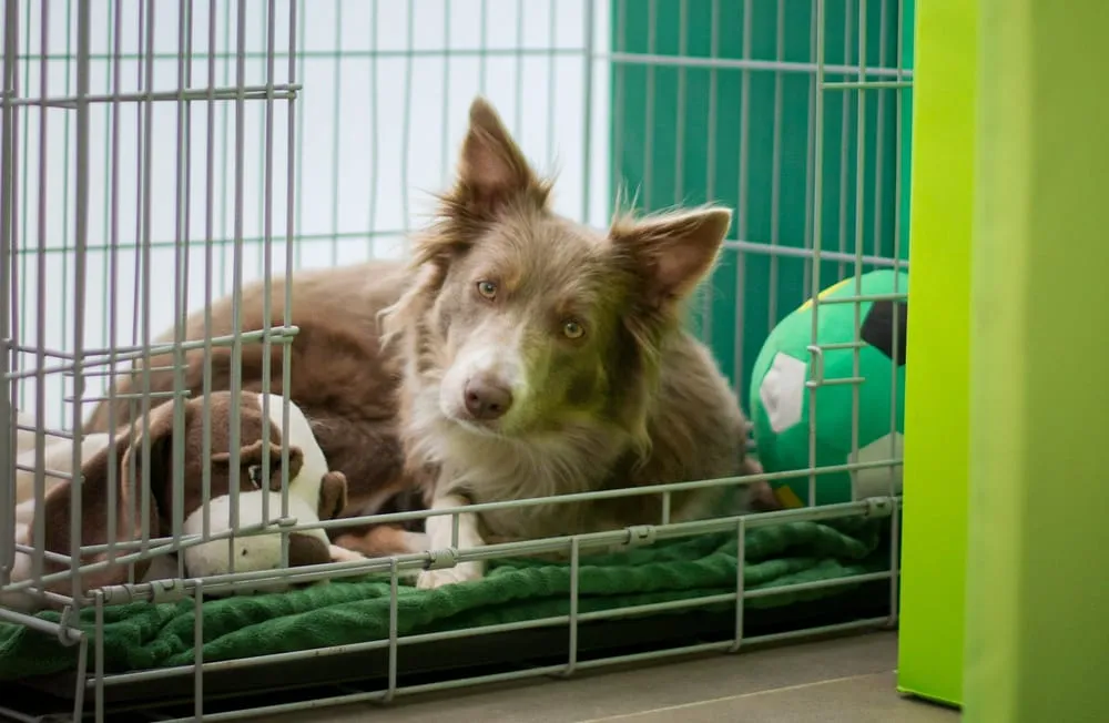 EASY STEPS FOR SUCCESSFUL PUPPY CRATE TRAINING