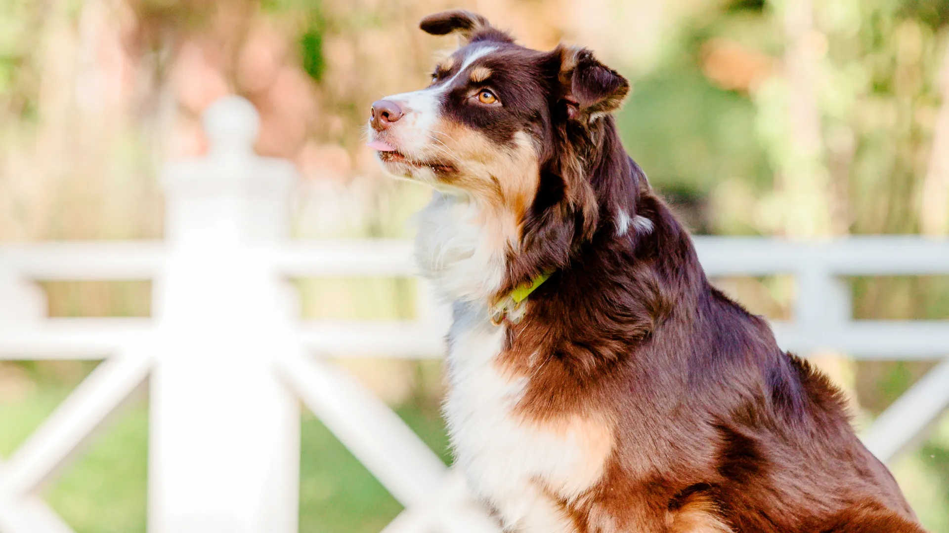 Australian Shepherd-Safe Fencing