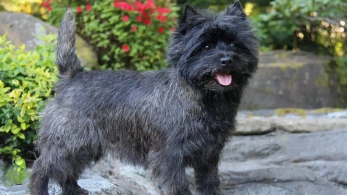 Do Cairn Terriers Need Haircuts?