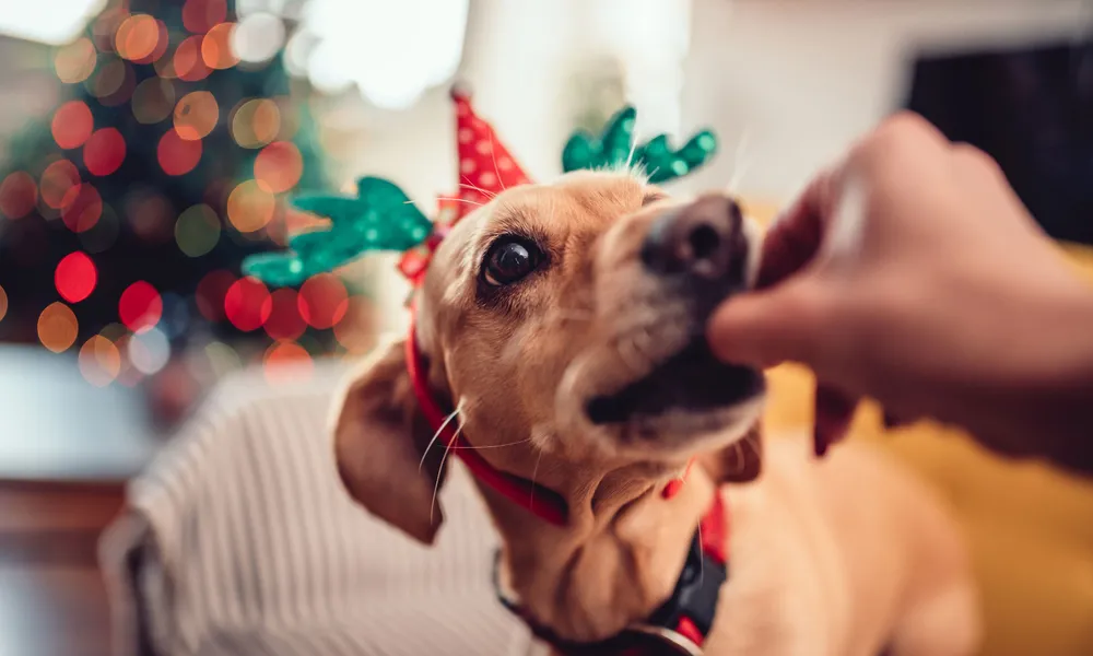 Holiday Hazards That Dog Owners Should Be Aware Of.