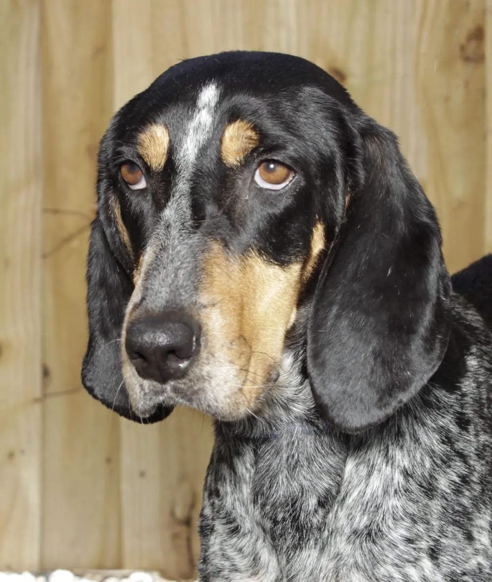 The Shedding Scoop on Bluetick Coonhounds