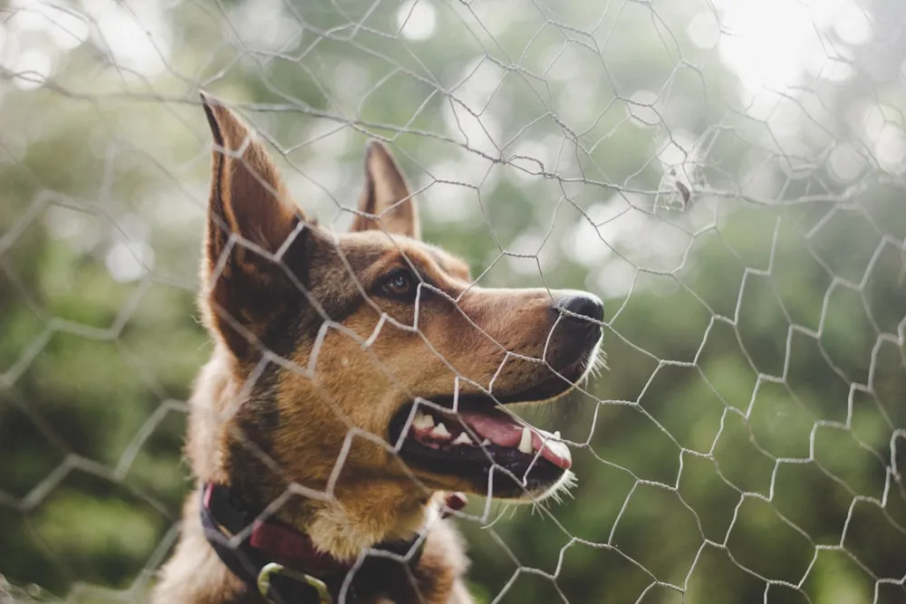 Training Your Dog to Stay Within the Fence