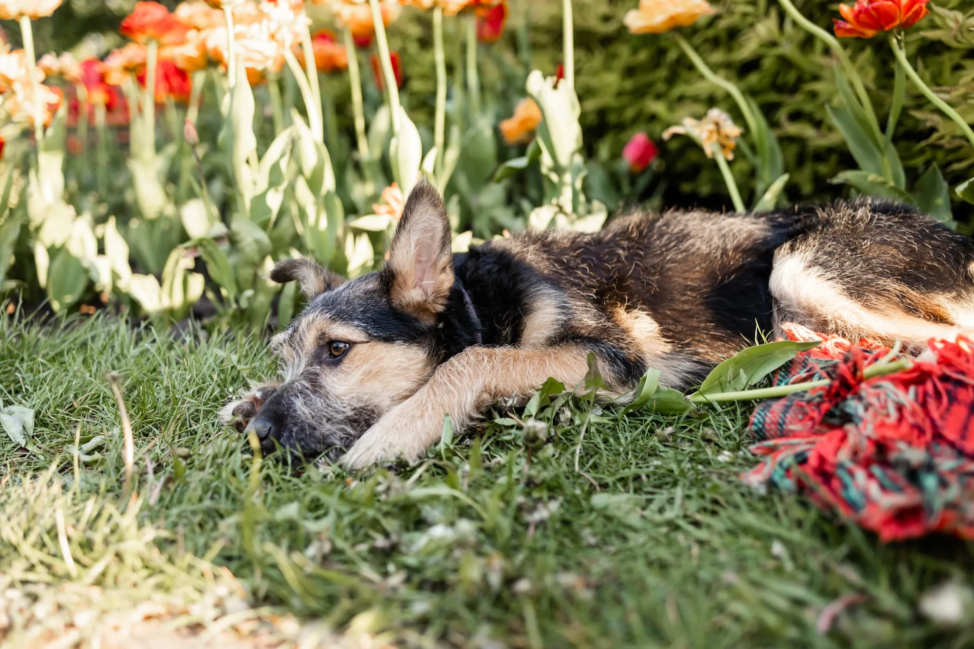 How to Prepare Your Dog for Spring