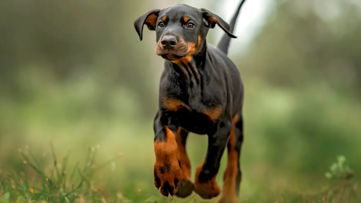 Are Miniature Pinschers Related to Dobermans?