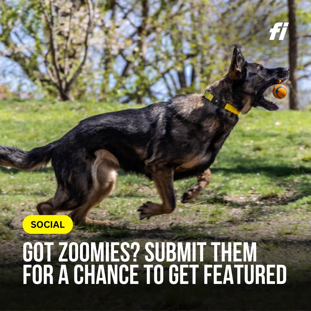 Submit Your Dog's Best Zoomies Video