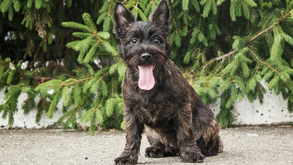 Cairn Terrier Myths and Misconceptions