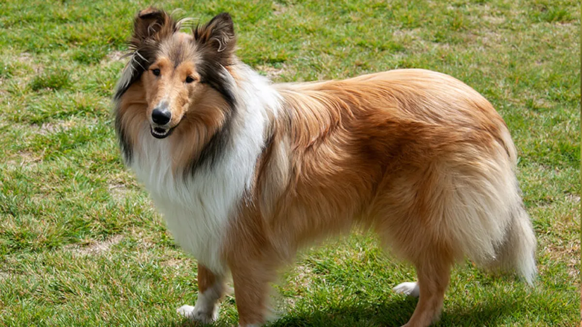 Creating a Supportive Environment for Collies