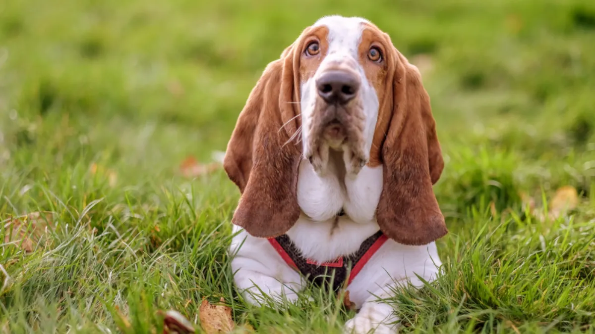 Health Considerations for Basset Hounds