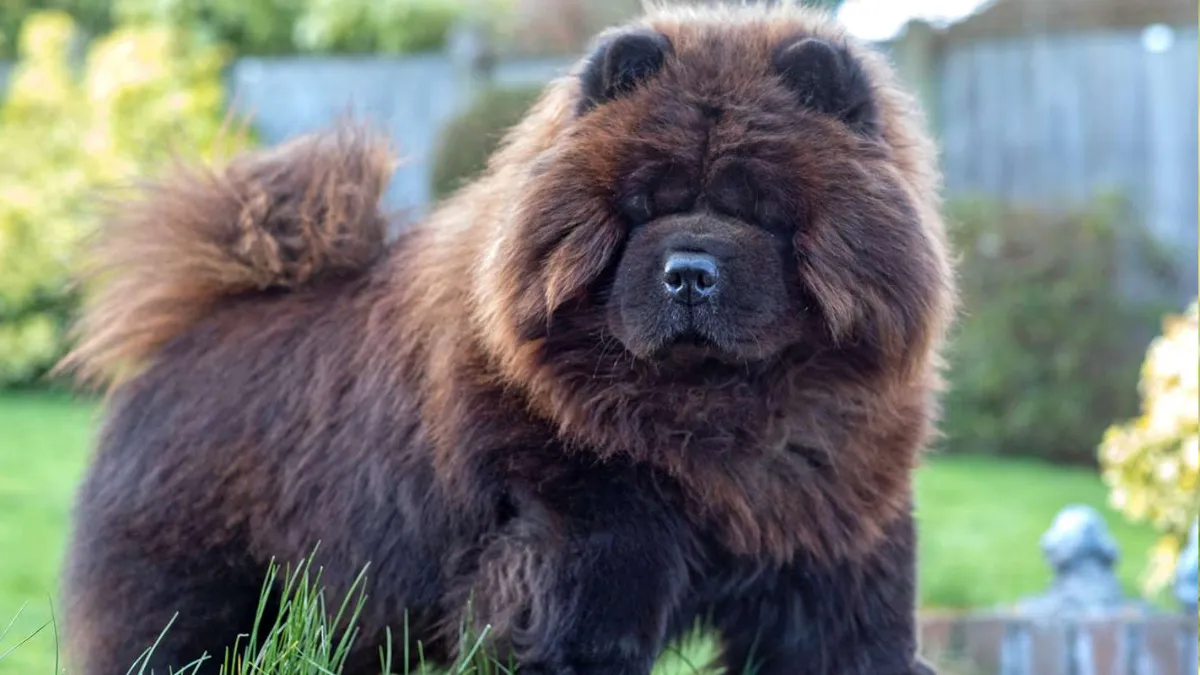 Building a Bond with Your Chow Chow