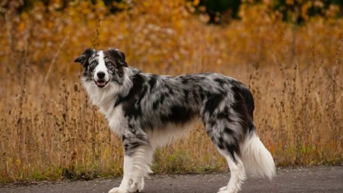 Collie's Behavior and Social Traits