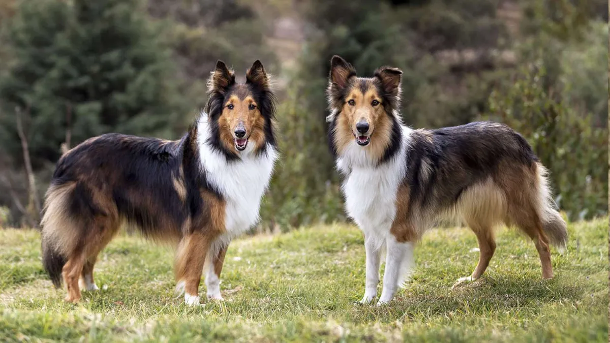 The Global Impact of Collie Breeding