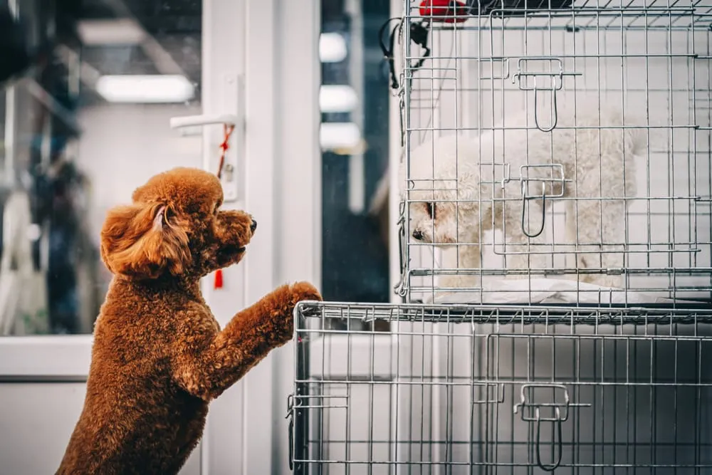 STEPS FOR SUCCESSFUL PUPPY CRATE TRAINING