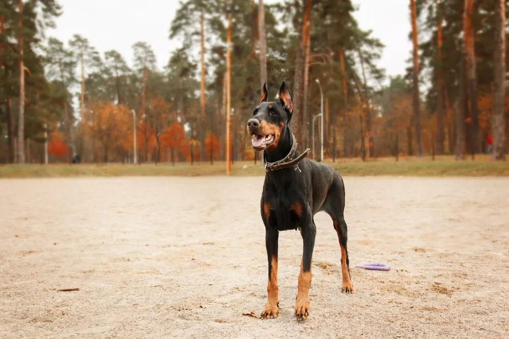 Dobermans Are Not Good Family Pets