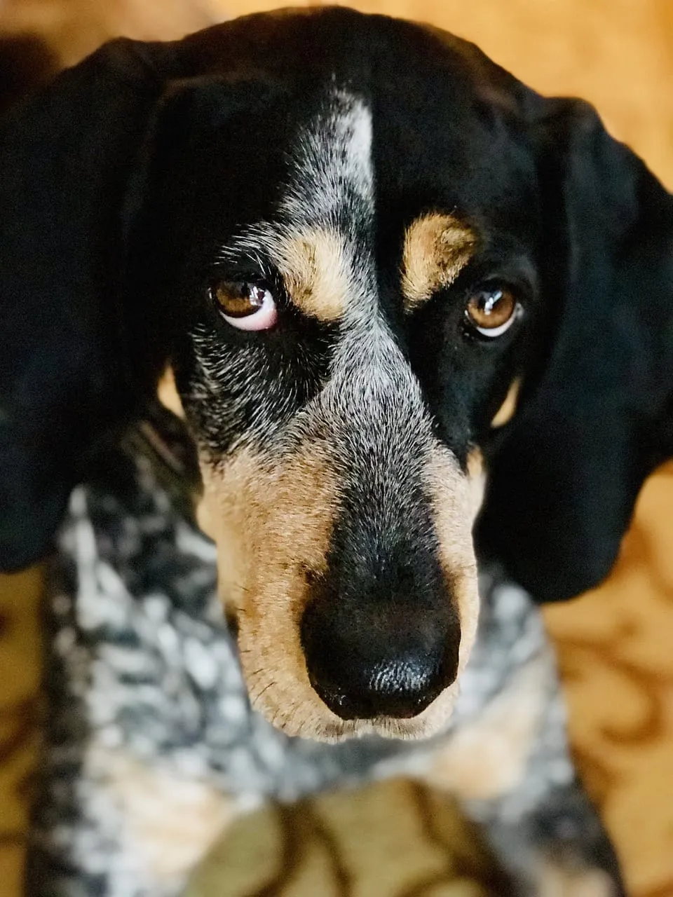 Are Bluetick Coonhounds Affectionate?