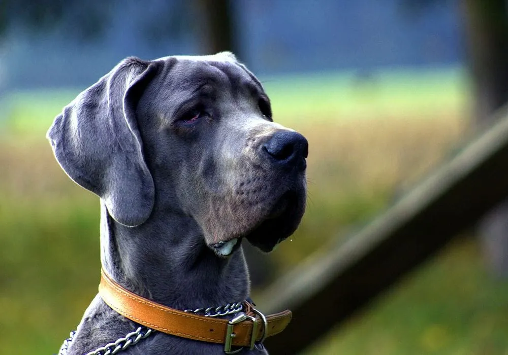 Top Breeds Known for Easy House Training