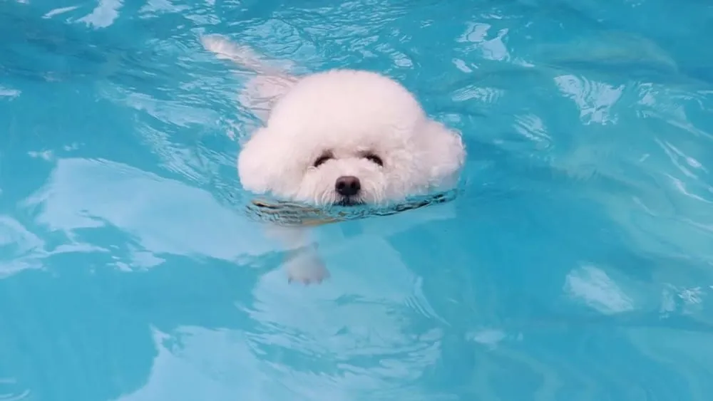 Benefits of Swimming for Bichon Frises