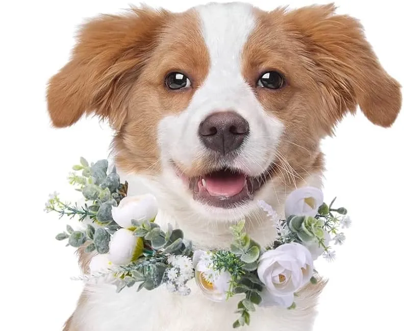 Honoson Dog Wedding Flower Collar