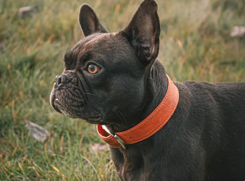Fi Dog Collar for Comprehensive Canine Management