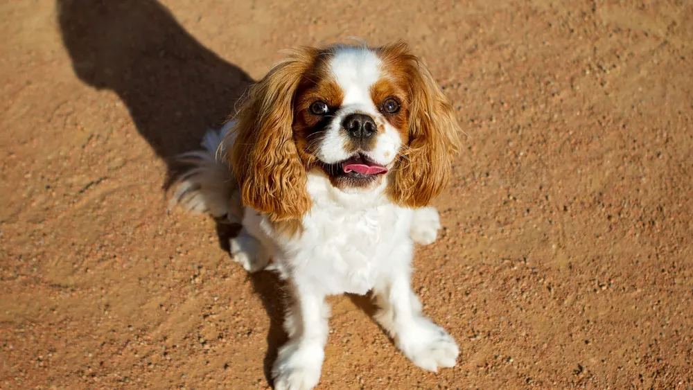 A Cavalier King Charles Spaniel Cost