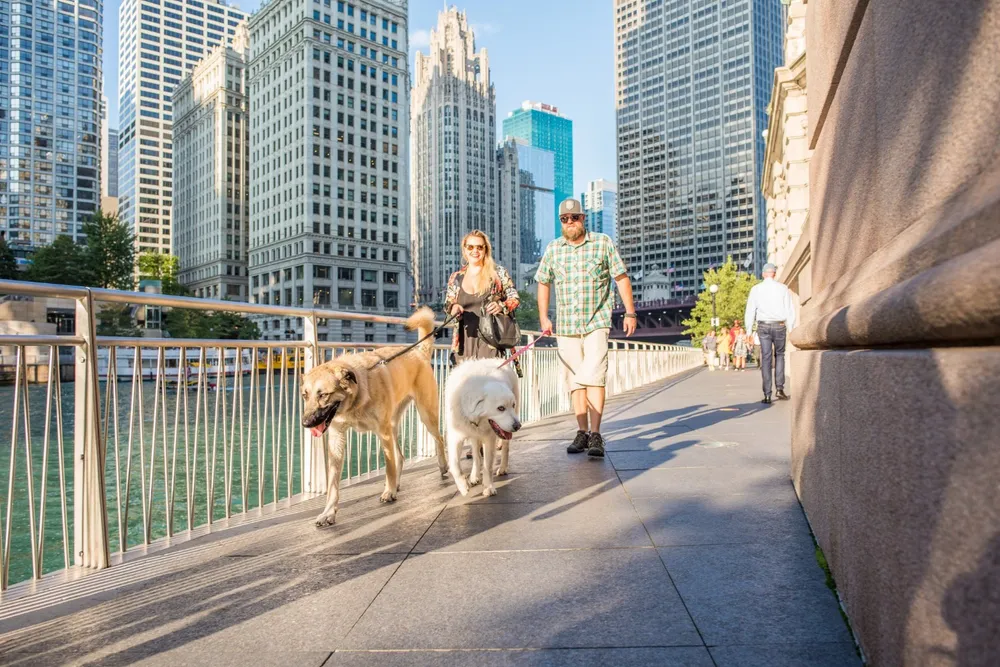 top favorite dog-friendly places to go in Chicago