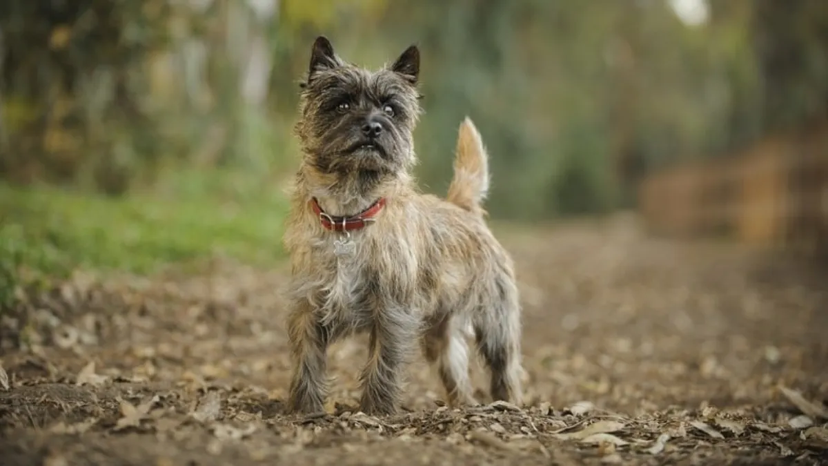 coat care for Cairn Terriers