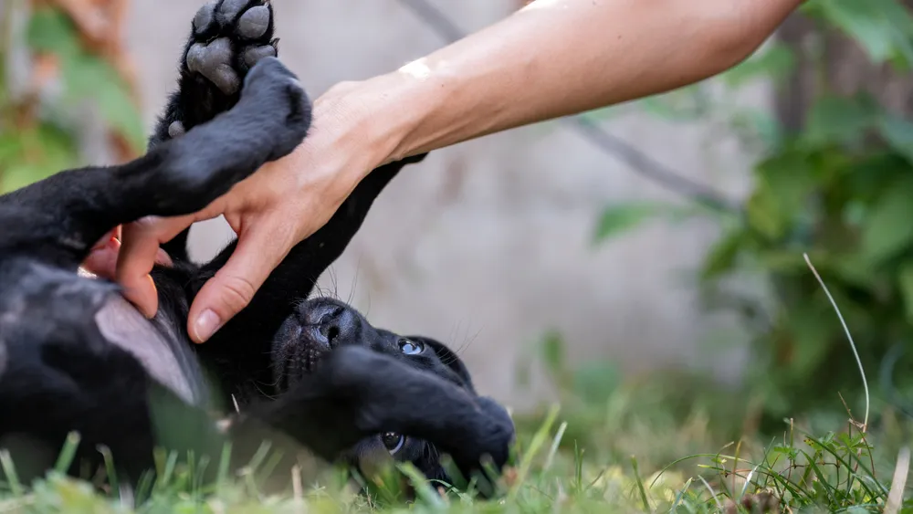 How to Cut Black Dog Nails